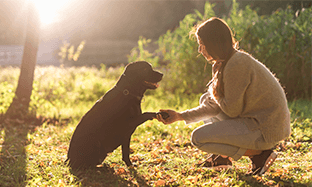 Comandos que tu perro debe saber